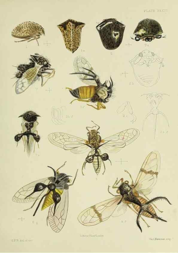 Reproducción/Reproduction 38240669716: A monograph of the Membracidæ,. London,L. Reeve & co., limited,1903.. 