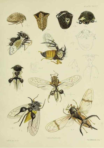 Reproducción/Reproduction 38240669716: A monograph of the Membracidæ,. London,L. Reeve & co., limited,1903.. 