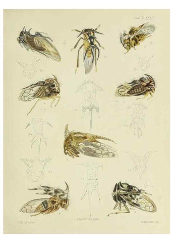Reproducción/Reproduction 38240671516: A monograph of the Membracidæ,. London,L. Reeve & co., limited,1903.. 