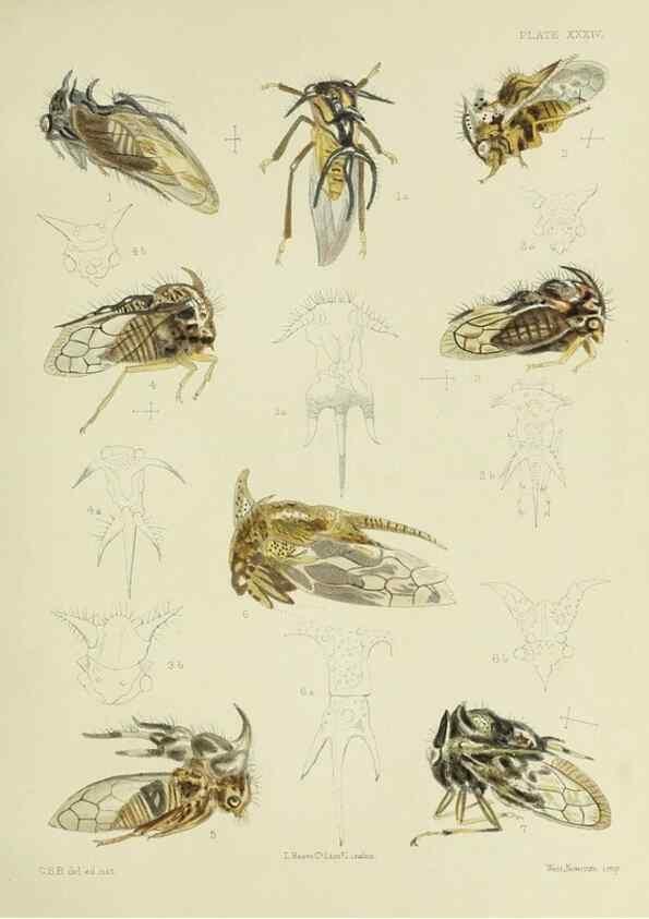 Reproducción/Reproduction 38240671516: A monograph of the Membracidæ,. London,L. Reeve & co., limited,1903.. 