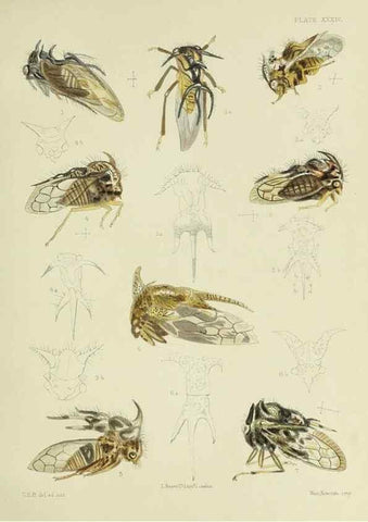 Reproducción/Reproduction 38240671516: A monograph of the Membracidæ,. London,L. Reeve & co., limited,1903.. 