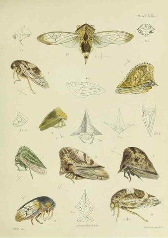 Reproducción/Reproduction 24424627858: A monograph of the Membracidæ,. London,L. Reeve & co., limited,1903.. 