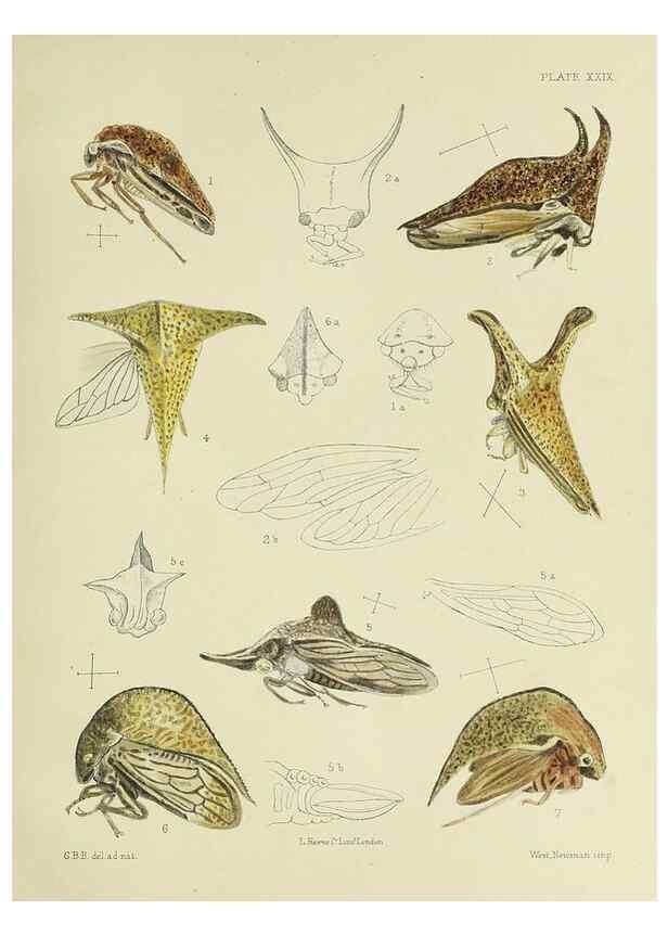 Reproducción/Reproduction 38240661076: A monograph of the Membracidæ,. London,L. Reeve & co., limited,1903.. 