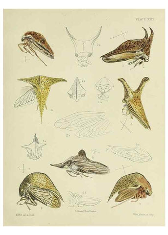 Reproducción/Reproduction 38240661076: A monograph of the Membracidæ,. London,L. Reeve & co., limited,1903.. 