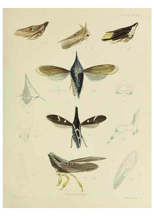 Reproducción/Reproduction 38240659266: A monograph of the Membracidæ,. London,L. Reeve & co., limited,1903.. 