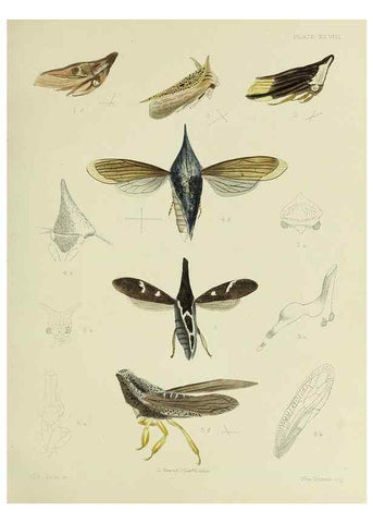 Reproducción/Reproduction 38240659266: A monograph of the Membracidæ,. London,L. Reeve & co., limited,1903.. 
