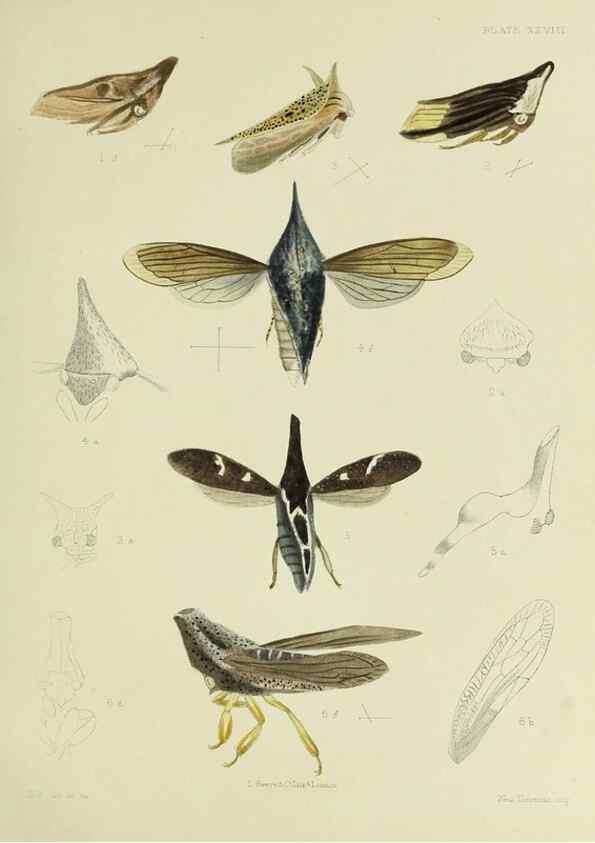 Reproducción/Reproduction 38240659266: A monograph of the Membracidæ,. London,L. Reeve & co., limited,1903.. 