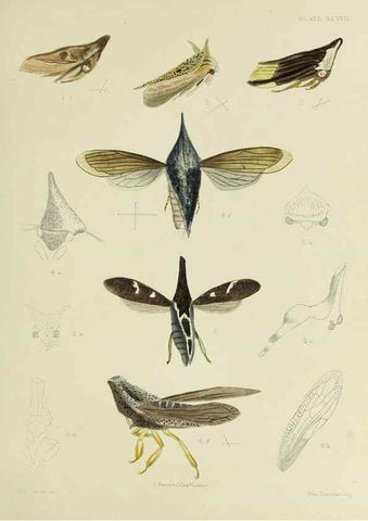 Reproducción/Reproduction 38240659266: A monograph of the Membracidæ,. London,L. Reeve & co., limited,1903.. 