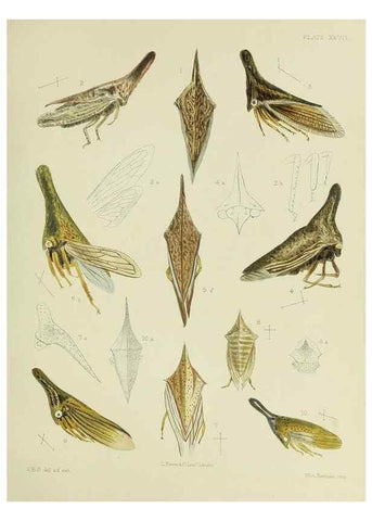 Reproducción/Reproduction 37583939634: A monograph of the Membracidæ,. London,L. Reeve & co., limited,1903.. 