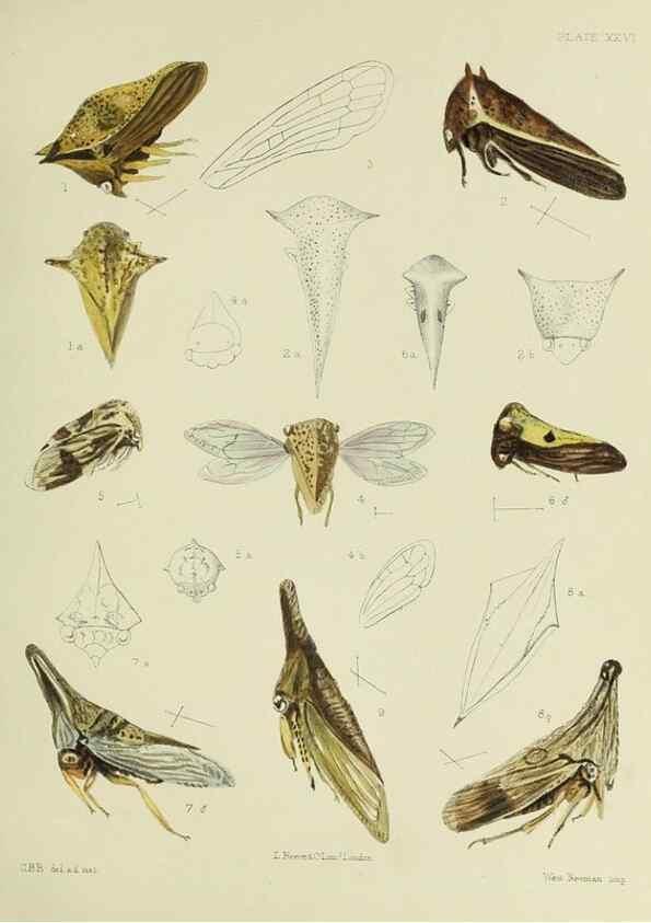 Reproducción/Reproduction 37583937794: A monograph of the Membracidæ,. London,L. Reeve & co., limited,1903.. 