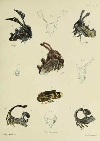 Reproducción/Reproduction 24424427688: A monograph of the Membracidæ,. London,L. Reeve & co., limited,1903.. 