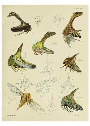 Reproducción/Reproduction 24424436698: A monograph of the Membracidæ,. London,L. Reeve & co., limited,1903.. 