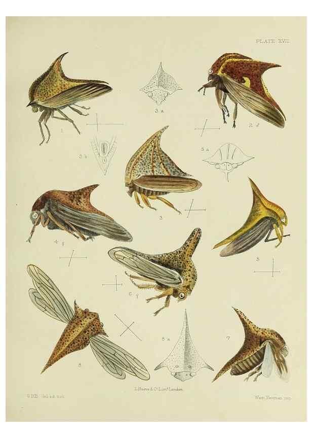 Reproducción/Reproduction 24424439608: A monograph of the Membracidæ,. London,L. Reeve & co., limited,1903.. 