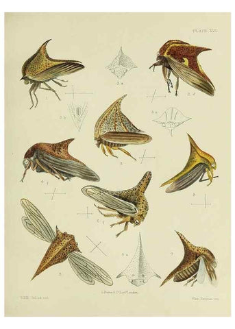 Reproducción/Reproduction 24424439608: A monograph of the Membracidæ,. London,L. Reeve & co., limited,1903.. 