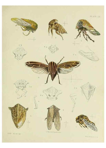 Reproducción/Reproduction 37583929224: A monograph of the Membracidæ,. London,L. Reeve & co., limited,1903.. 