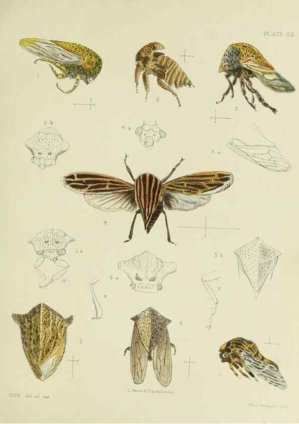 Reproducción/Reproduction 37583929224: A monograph of the Membracidæ,. London,L. Reeve & co., limited,1903.. 