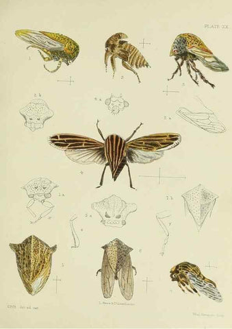 Reproducción/Reproduction 37583929224: A monograph of the Membracidæ,. London,L. Reeve & co., limited,1903.. 