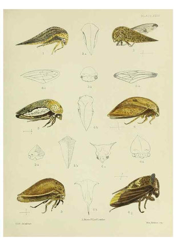 Reproducción/Reproduction 37583934694: A monograph of the Membracidæ,. London,L. Reeve & co., limited,1903.. 