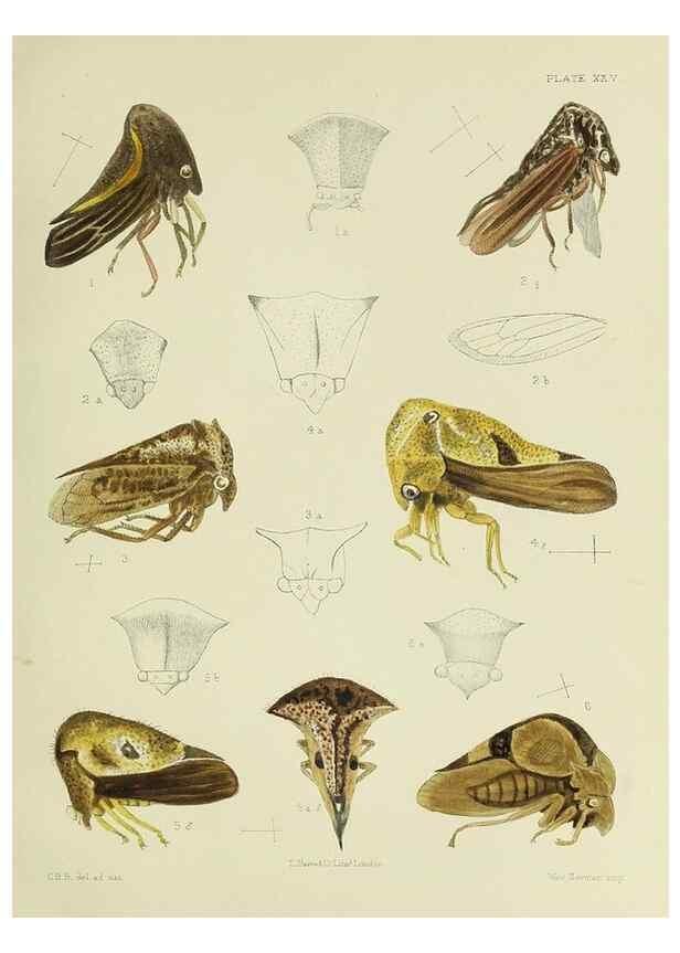 Reproducción/Reproduction 37583936134: A monograph of the Membracidæ,. London,L. Reeve & co., limited,1903.. 