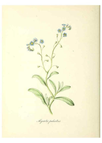 Reproducción/Reproduction 24119433498: Plantæ utiliores :. London :Whittaker & Co.,1842-1850.. 