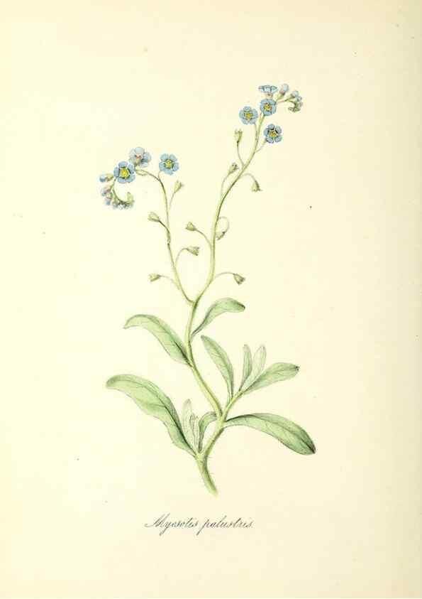 Reproducción/Reproduction 24119433498: Plantæ utiliores :. London :Whittaker & Co.,1842-1850.. 