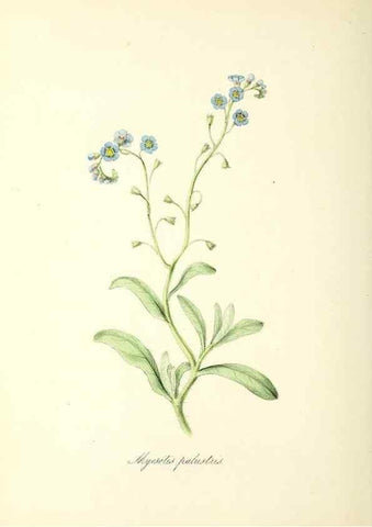 Reproducción/Reproduction 24119433498: Plantæ utiliores :. London :Whittaker & Co.,1842-1850.. 