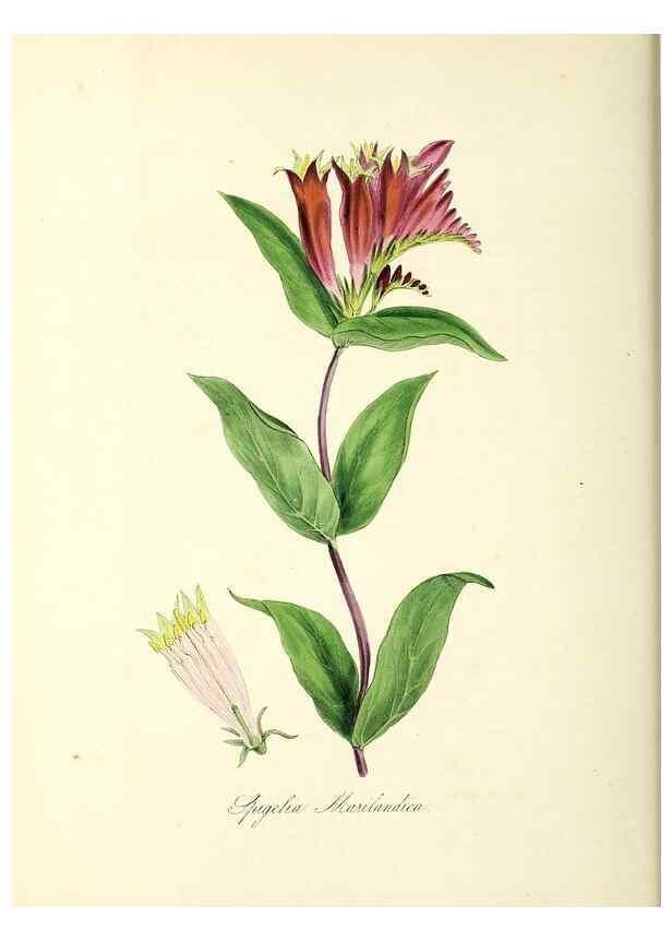 Reproducción/Reproduction 24119431408: Plantæ utiliores :. London :Whittaker & Co.,1842-1850.. 