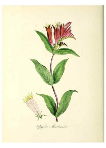Reproducción/Reproduction 24119431408: Plantæ utiliores :. London :Whittaker & Co.,1842-1850.. 