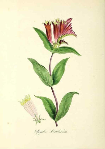 Reproducción/Reproduction 24119431408: Plantæ utiliores :. London :Whittaker & Co.,1842-1850.. 