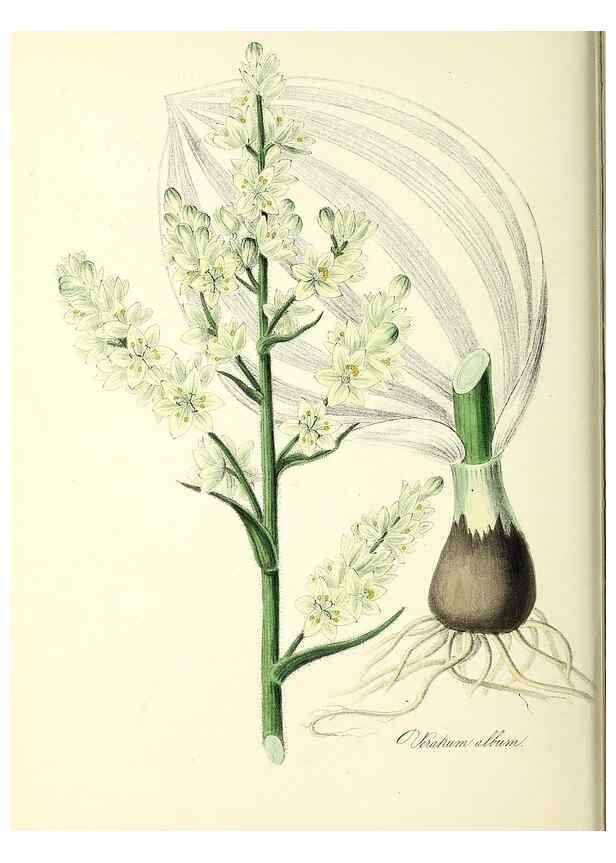 Reproducción/Reproduction 37940080812: Plantæ utiliores :. London :Whittaker & Co.,1842-1850.. 