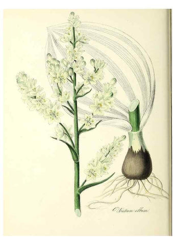 Reproducción/Reproduction 37940080812: Plantæ utiliores :. London :Whittaker & Co.,1842-1850.. 