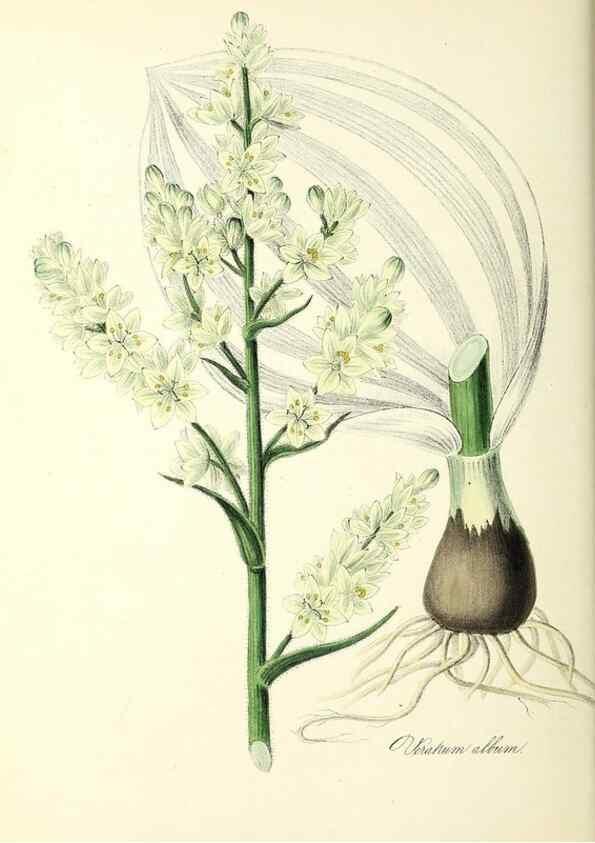 Reproducción/Reproduction 37940080812: Plantæ utiliores :. London :Whittaker & Co.,1842-1850.. 