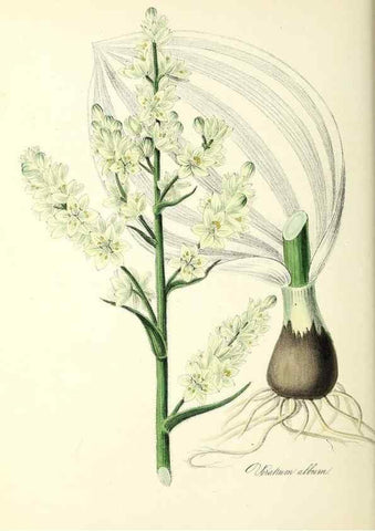 Reproducción/Reproduction 37940080812: Plantæ utiliores :. London :Whittaker & Co.,1842-1850.. 