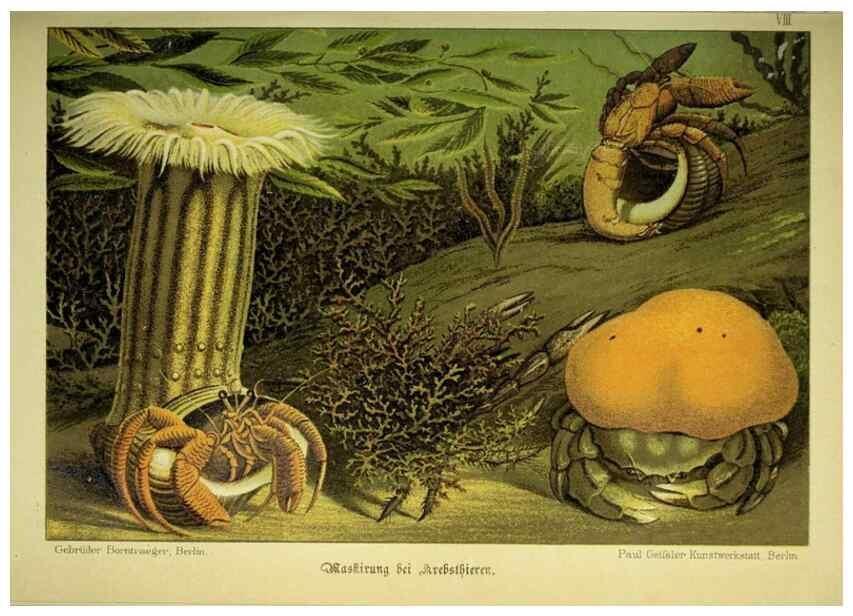 Reproducción/Reproduction 37184026336: Werden und vergehen.. Berlin :Gebrüder Borntraeger,1886.