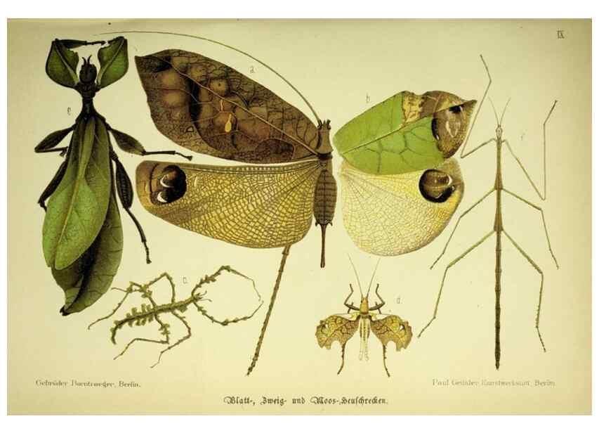 Reproducción/Reproduction 37184029336: Werden und vergehen.. Berlin :Gebrüder Borntraeger,1886.