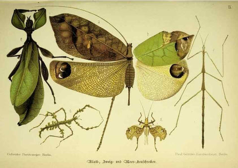 Reproducción/Reproduction 37184029336: Werden und vergehen.. Berlin :Gebrüder Borntraeger,1886.