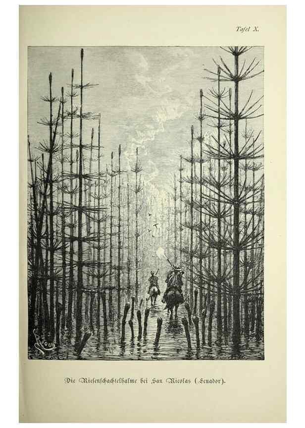 Reproducción/Reproduction 37184031636: Werden und vergehen.. Berlin :Gebrüder Borntraeger,1886.