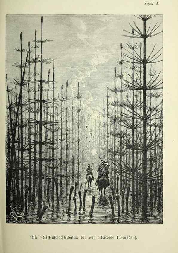 Reproducción/Reproduction 37184031636: Werden und vergehen.. Berlin :Gebrüder Borntraeger,1886.