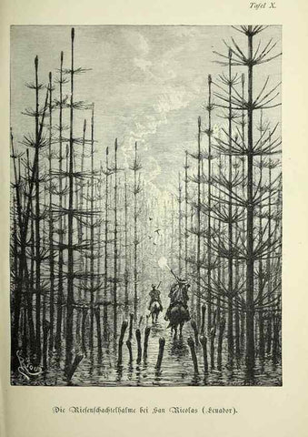 Reproducción/Reproduction 37184031636: Werden und vergehen.. Berlin :Gebrüder Borntraeger,1886.