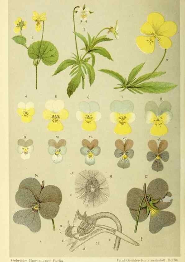 Reproducción/Reproduction 37184034246: Werden und vergehen.. Berlin :Gebrüder Borntraeger,1886.