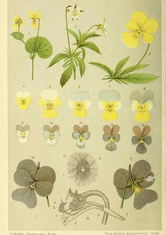 Reproducción/Reproduction 37184034246: Werden und vergehen.. Berlin :Gebrüder Borntraeger,1886.