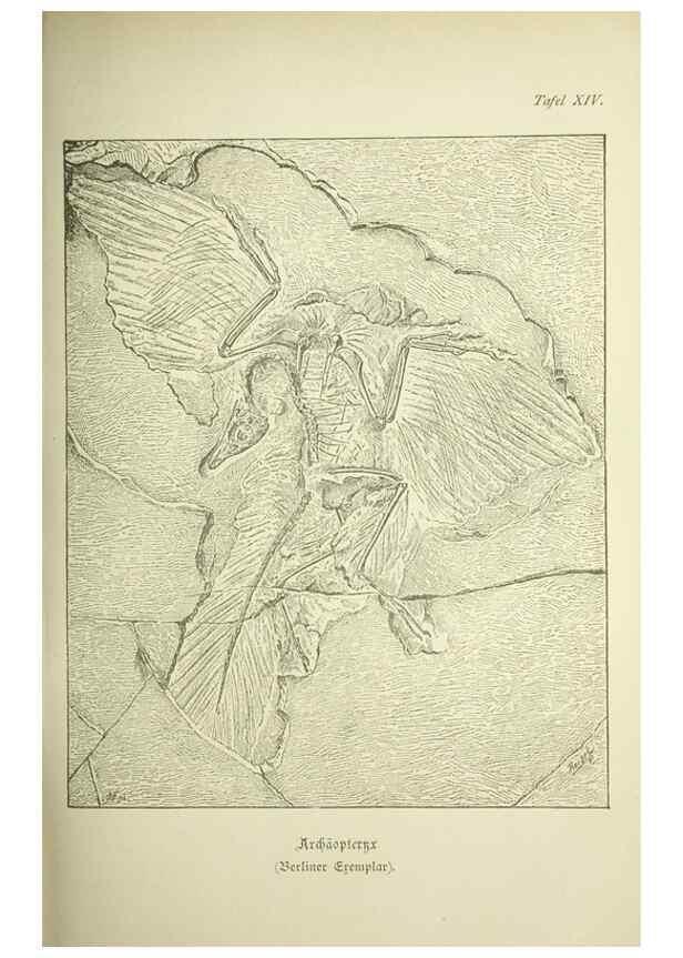 Reproducción/Reproduction 37184041606: Werden und vergehen.. Berlin :Gebrüder Borntraeger,1886.