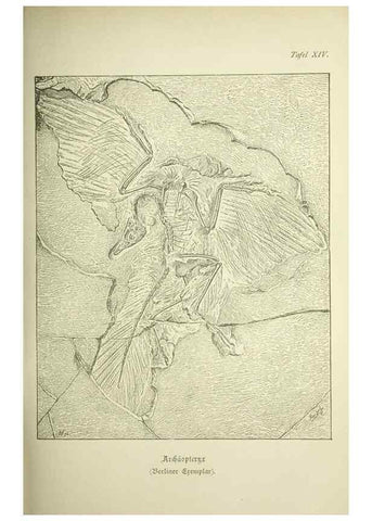Reproducción/Reproduction 37184041606: Werden und vergehen.. Berlin :Gebrüder Borntraeger,1886.