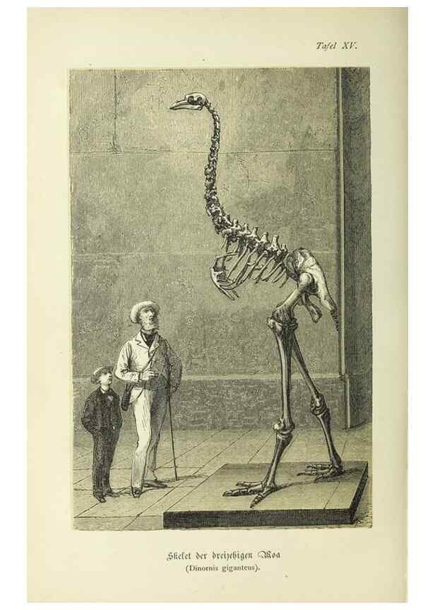 Reproducción/Reproduction 37184044146: Werden und vergehen.. Berlin :Gebrüder Borntraeger,1886.
