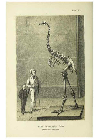 Reproducción/Reproduction 37184044146: Werden und vergehen.. Berlin :Gebrüder Borntraeger,1886.