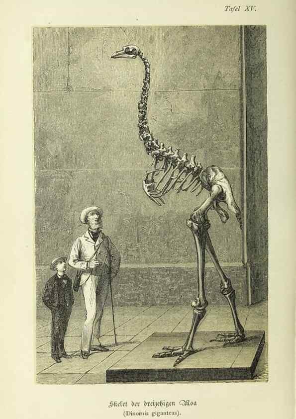 Reproducción/Reproduction 37184044146: Werden und vergehen.. Berlin :Gebrüder Borntraeger,1886.
