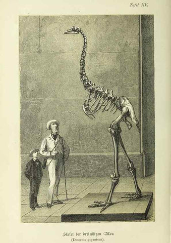 Reproducción/Reproduction 37184044146: Werden und vergehen.. Berlin :Gebrüder Borntraeger,1886.
