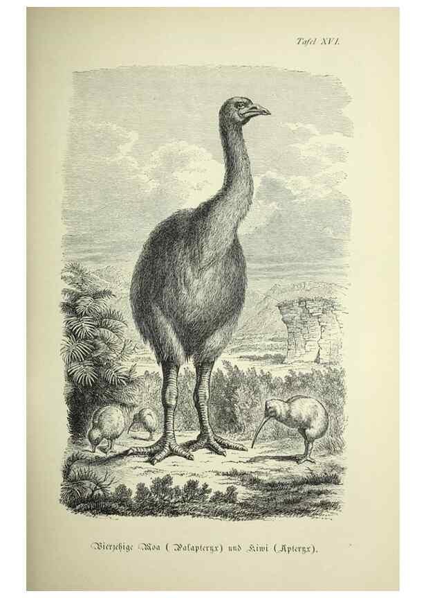 Reproducción/Reproduction 37184045856: Werden und vergehen.. Berlin :Gebrüder Borntraeger,1886.
