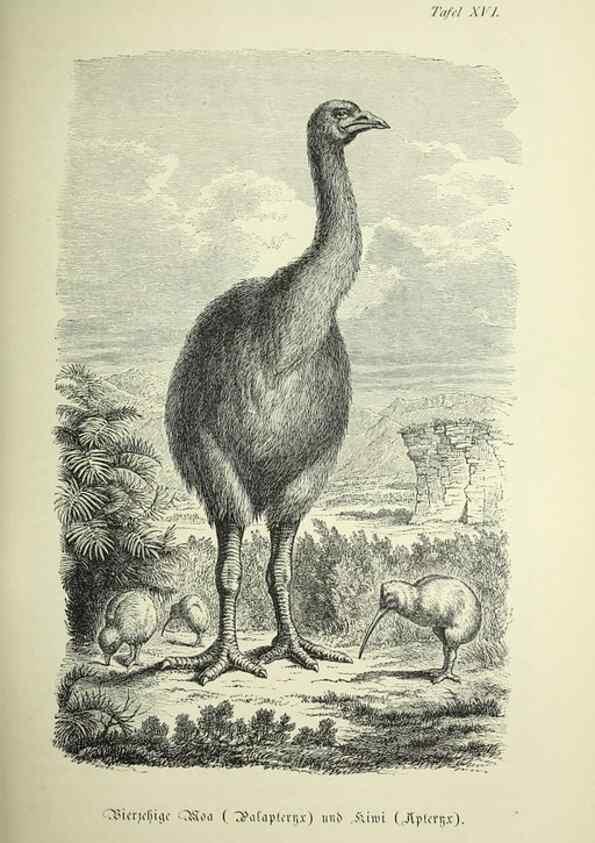 Reproducción/Reproduction 37184045856: Werden und vergehen.. Berlin :Gebrüder Borntraeger,1886.