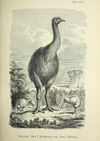 Reproducción/Reproduction 37184045856: Werden und vergehen.. Berlin :Gebrüder Borntraeger,1886.